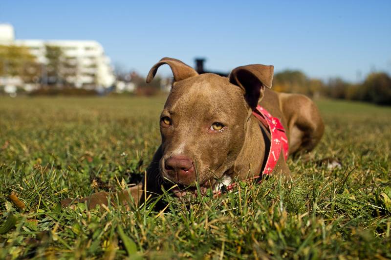 a red nose pitbull puppy looking in the camera