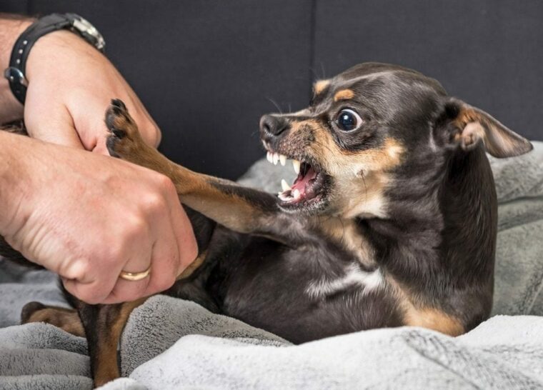 Aggressive chihuahua dog