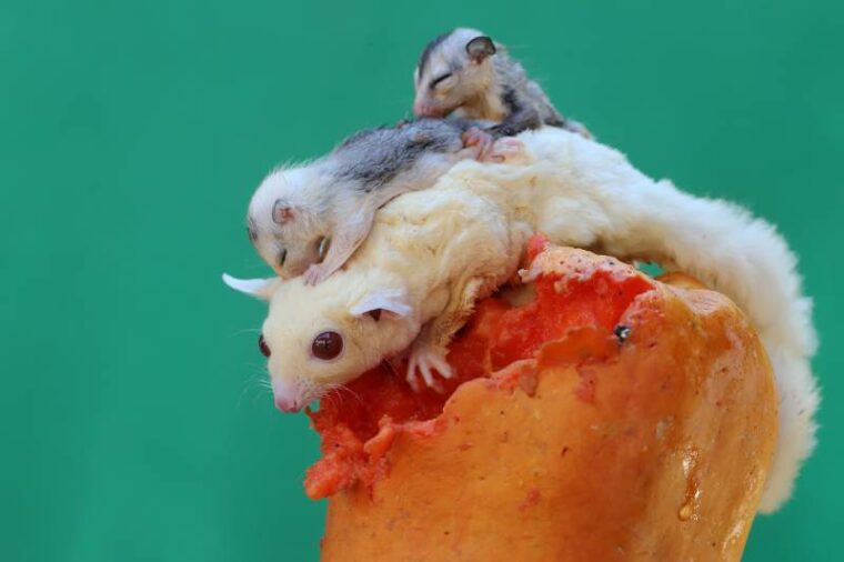 albino adult female sugar glider is eating papaya fruit with her two babies