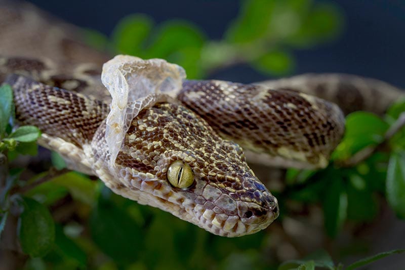amazon tree boa snake shedding its skin