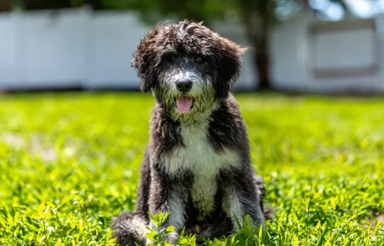 bernedoodle puppy sitting on the grass