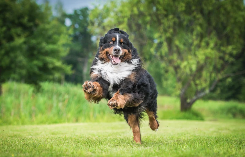 bernese mountain dog running and playing outdoors