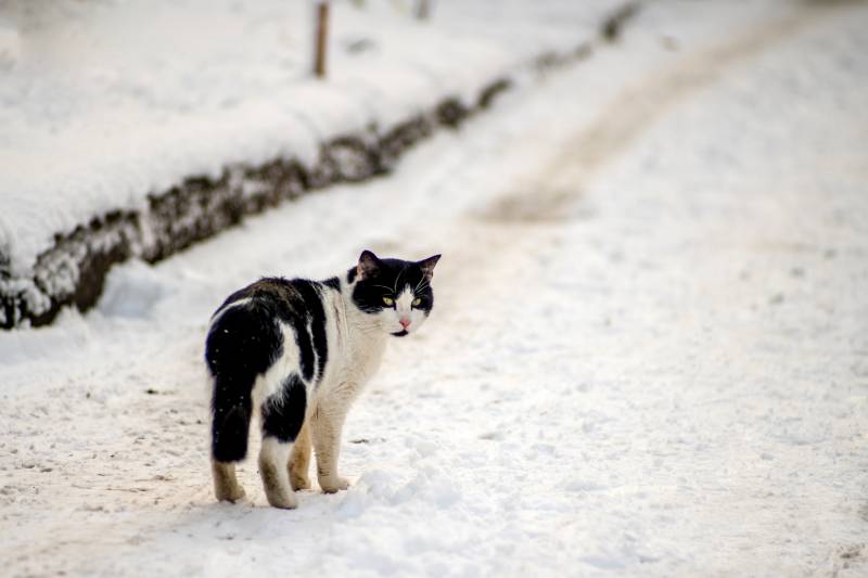black and white cat stands in the winter on a snowy road