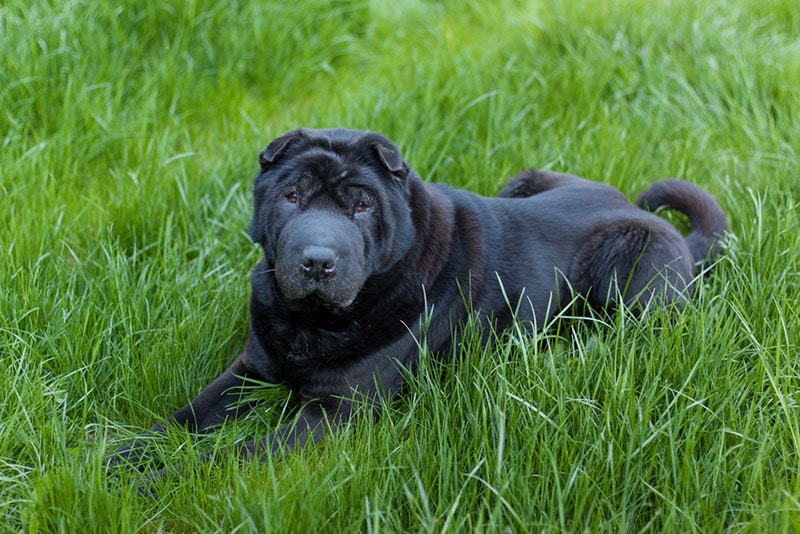 black shar pei dog lying on grass