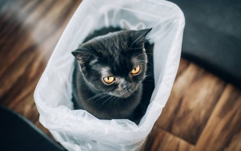 black shorthair cat sitting in plastic bag