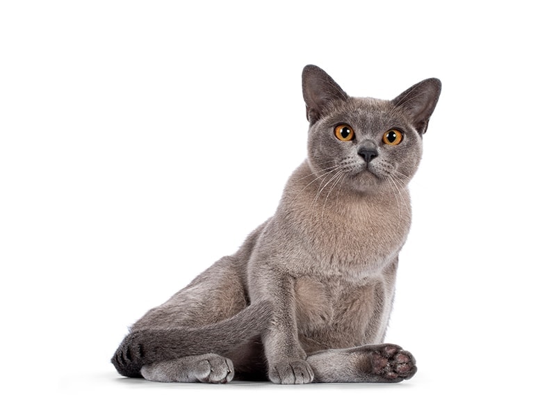 blue-burmese-cat-on-white-background_Nynke-van-Holten_Shutterstock