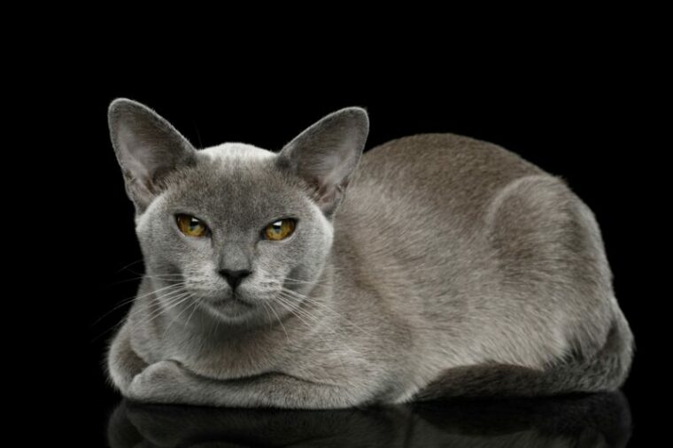 Gato birmano azul