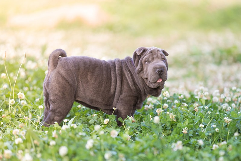 blue dilute shar pei dog standing in the meadow