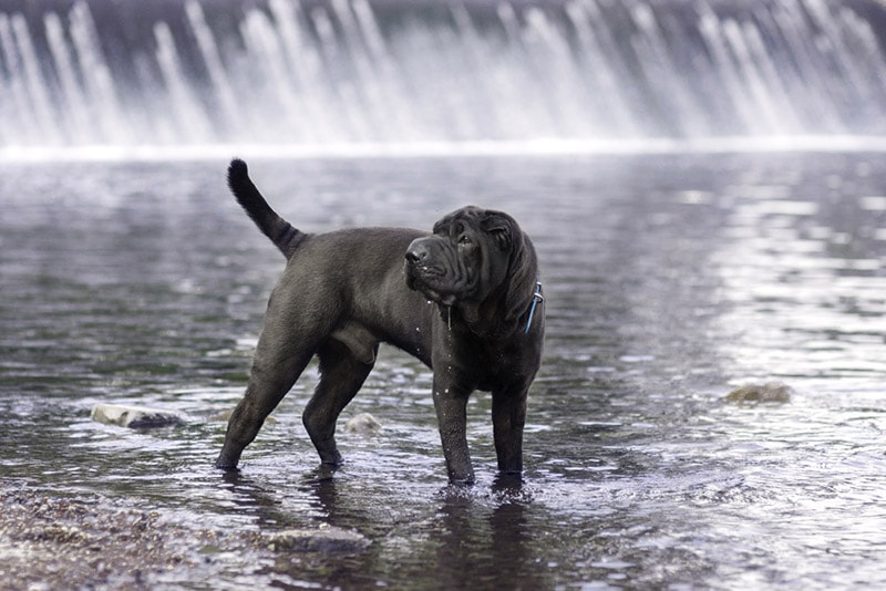 blue shar pei dog standing in the water