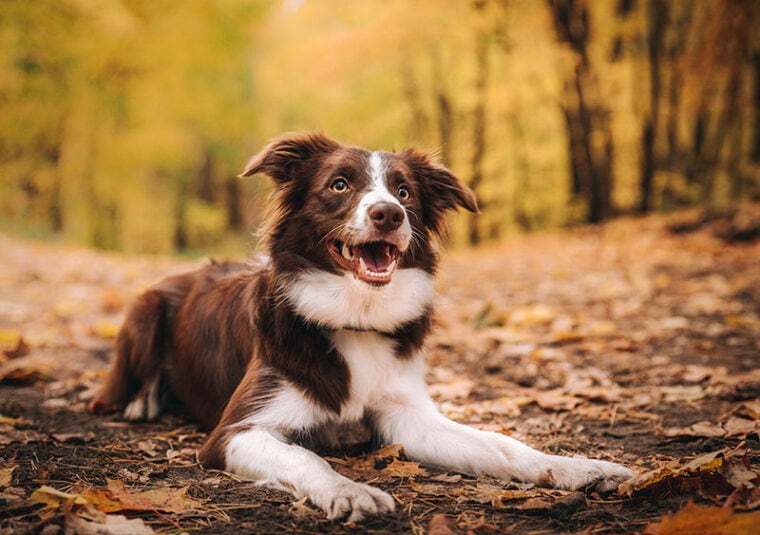 Brown border collie dog lying in the autumn forest