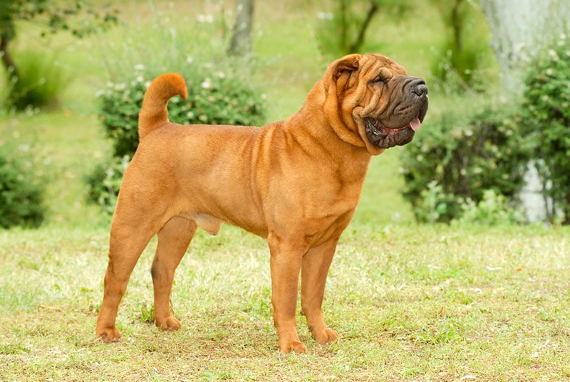 brown shar pei standing in the meadow