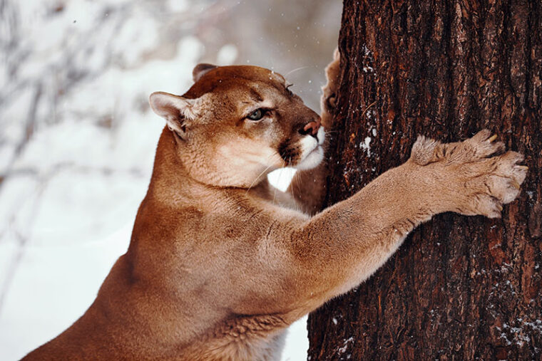 canadian cougar scratching trees