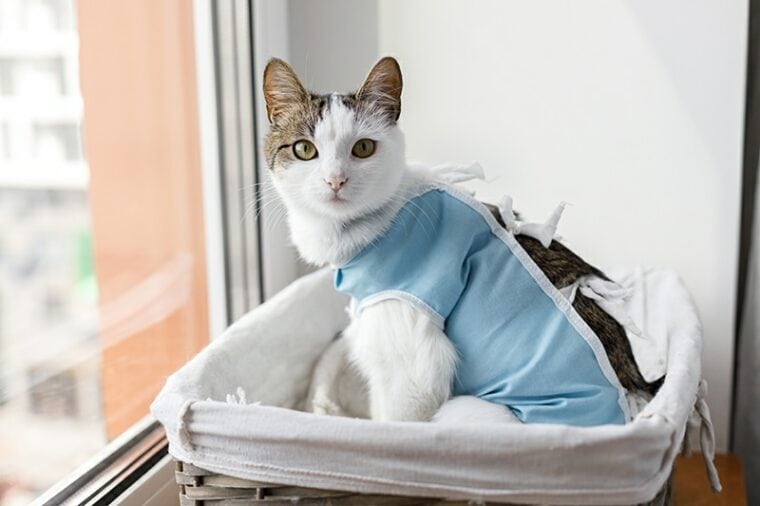 cat having post-operative care after spaying