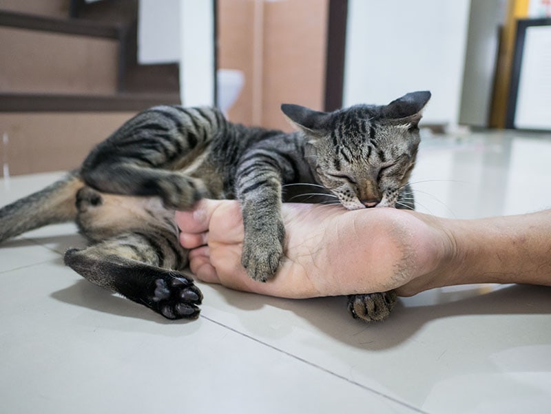 cat lay on ground prepare to play and bite man's foot