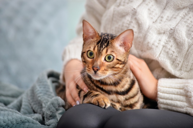 cat sitting on owners lap_Pixel-Shot, Shutterstock