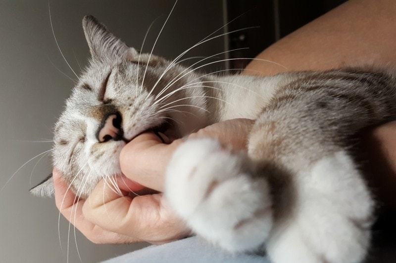 cat sucking owner's finger