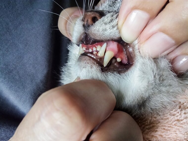 cat with periodontal disease