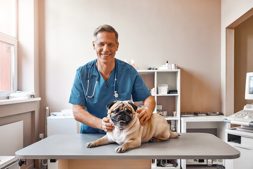 cheerful middle aged male vet holding a pug at veterinary clinic