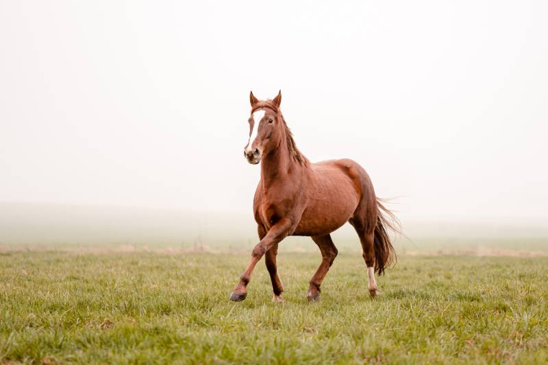 chestnut brown mare running on a cloudy foggy meadow