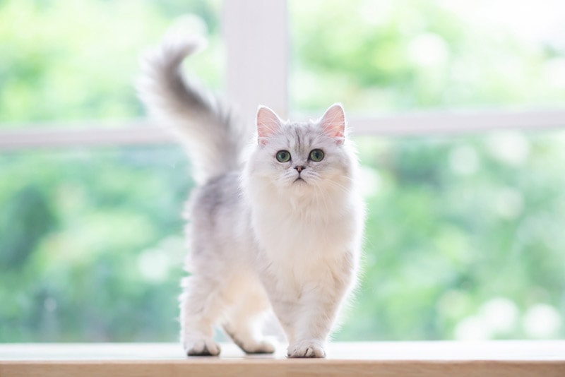 chinchilla persian cat standing indoor