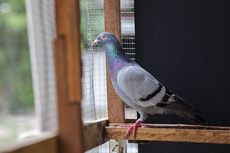 close up full body of speeding racing pigeon bird in home cage