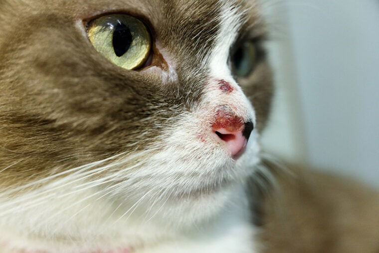 close up of a cat with scabs on its nose