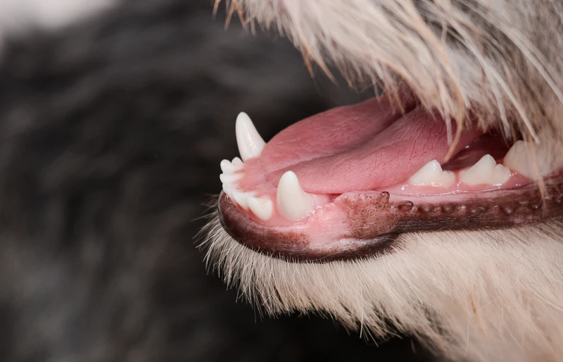 close up of a dog's mouth showing teeth and gums