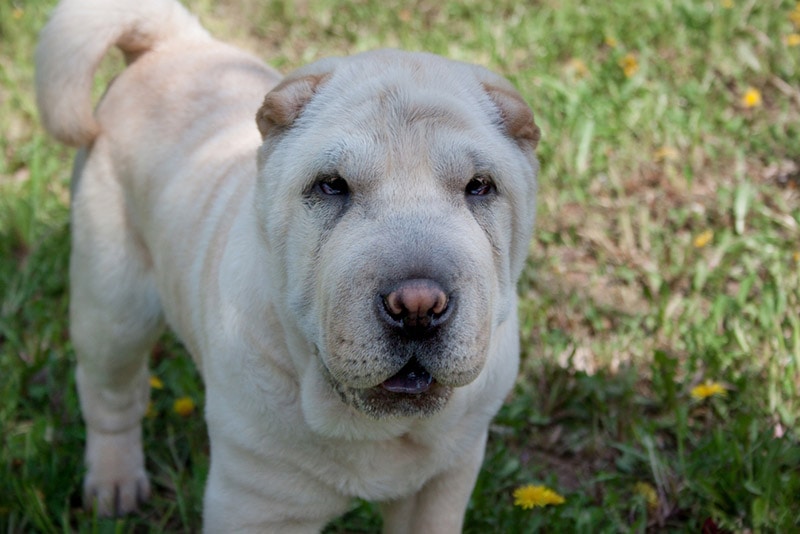 close up of cream shar-pei puppy