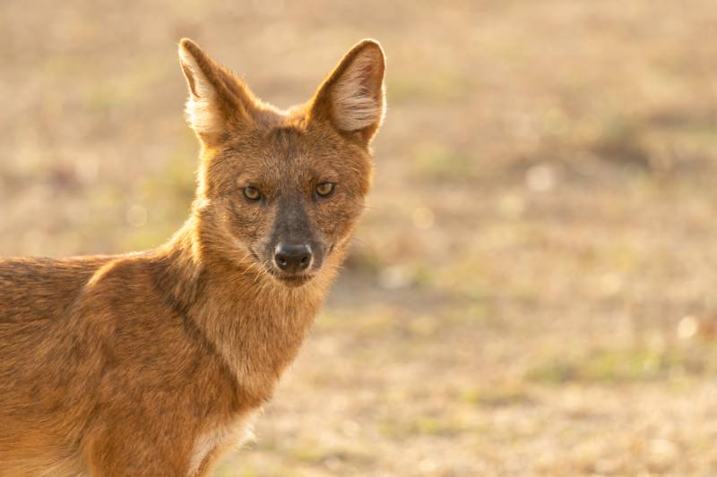 close up of dhole looking at the camera