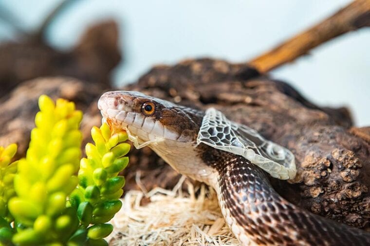 closeup shot of a snakes head as it sheds its skin