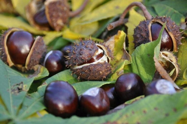 conkers on leaves