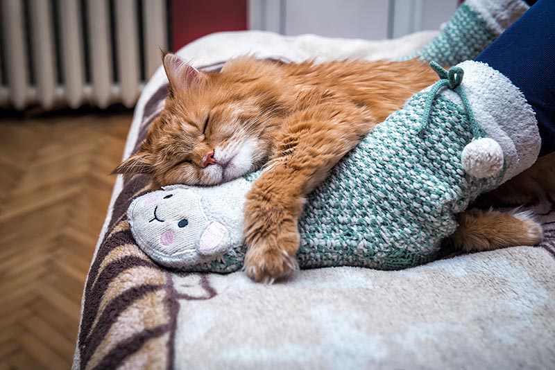 cute red cat sleeping on the human's legs