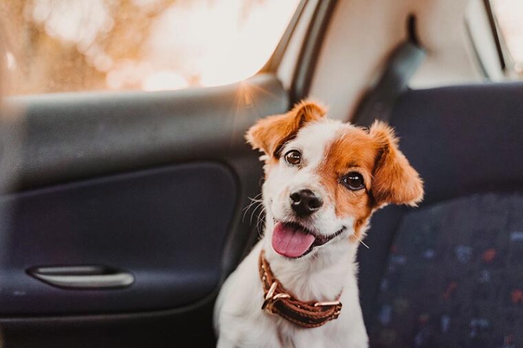 cute small jack russell dog in a car at sunset