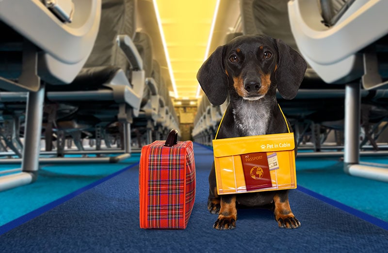dachshund sausage dog wiht luggage bag ready to travel as pet