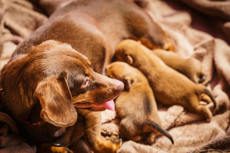 dachshund with newborn puppies, dachshund lactating