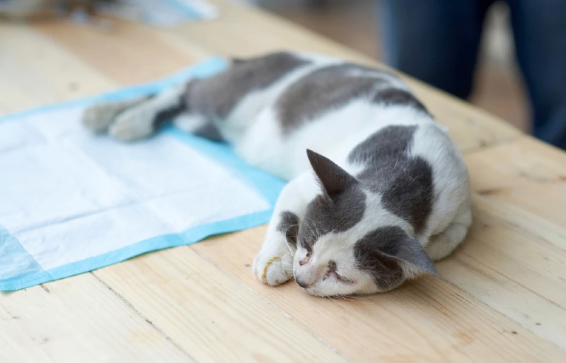 dead or unconscious cat lying on table on pee pad