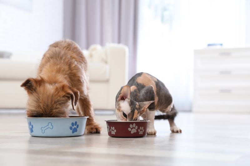dog and cat eating pet food together at home