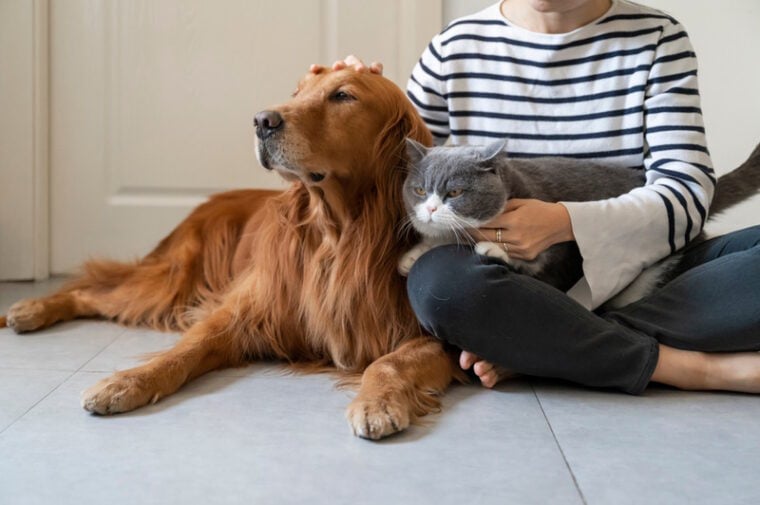 dog and cat with their owner