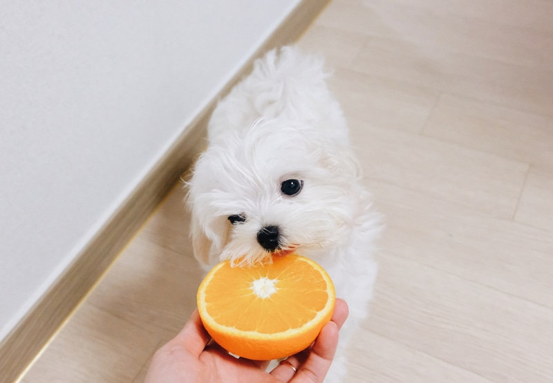 dog eating oranges