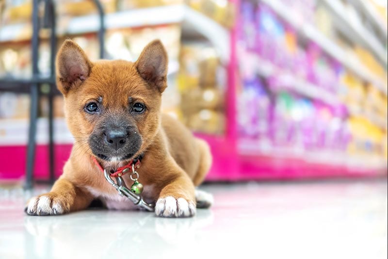 dog inside a pet shop
