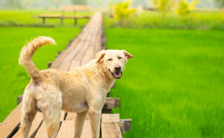dog looking back with smiling face on the wooden bridge on greenery rice fields