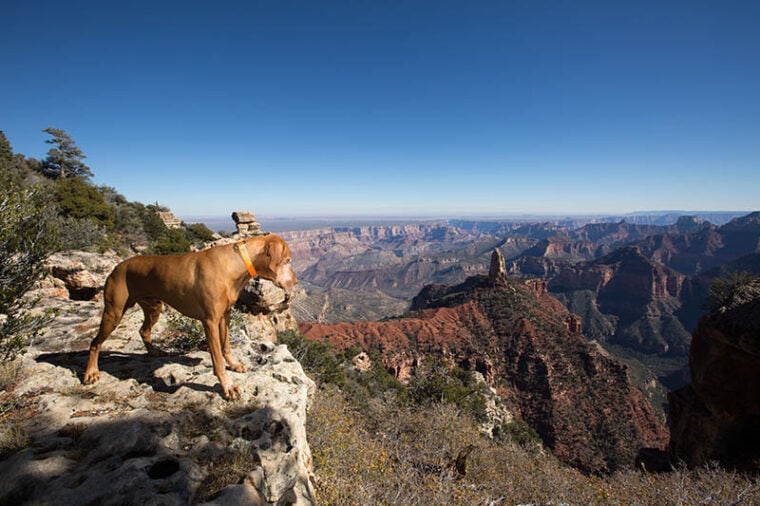 dog standing on the edge of grand canyon arizona usa
