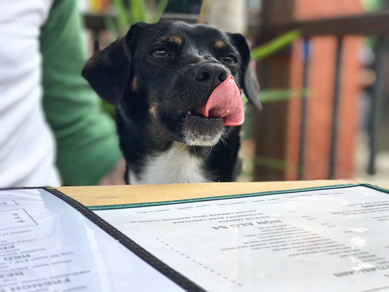 dog with his tongue out in a restaurant