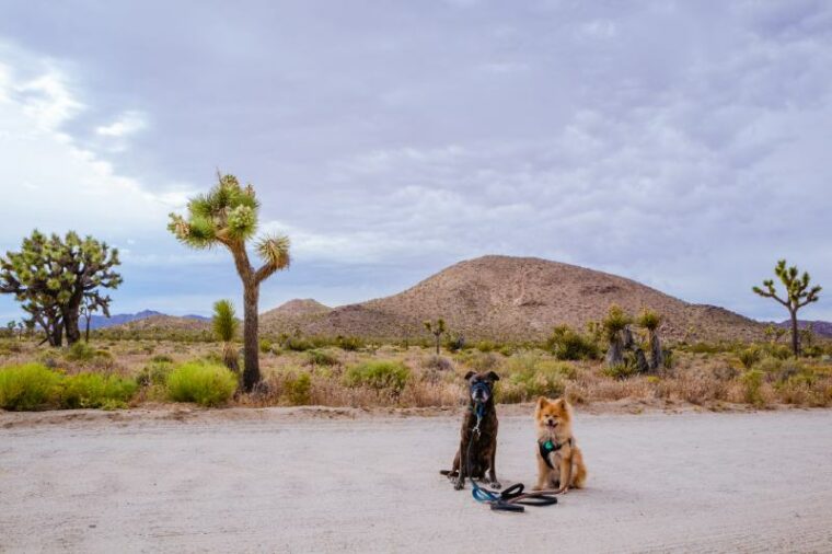 dogs in Joshua Tree National Park