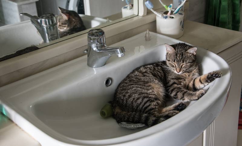 domestic cat sleeping in the white sink of a bathroom