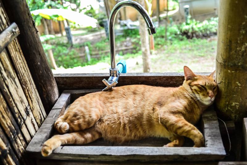 fat cat sleep on stone sink of wooden hut