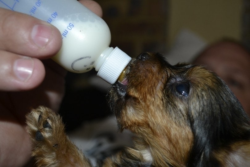 feeding a puppy with milk replacer