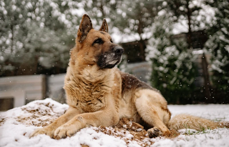 german shepherd dog lying on snow in winter