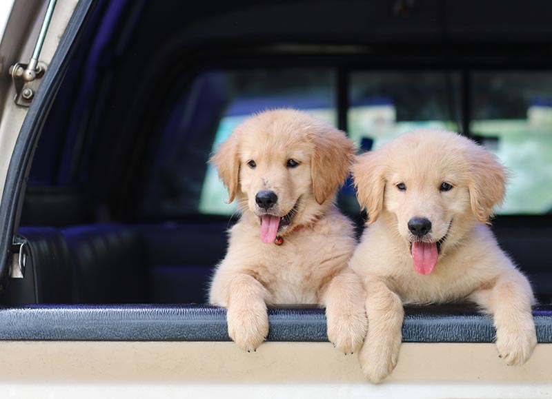 golden retriever puppies in a car