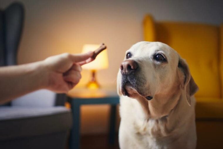 hand of pet owner giving labrador retriever biscuit